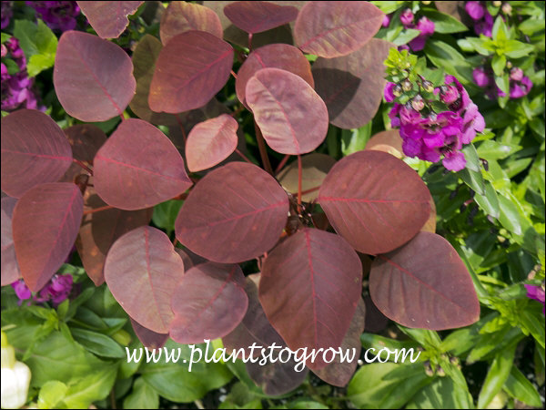 Caribbean Copper Plant (Euphorbia cotinifolia) 
This Euphorbia added a nice accent of burgundy color.